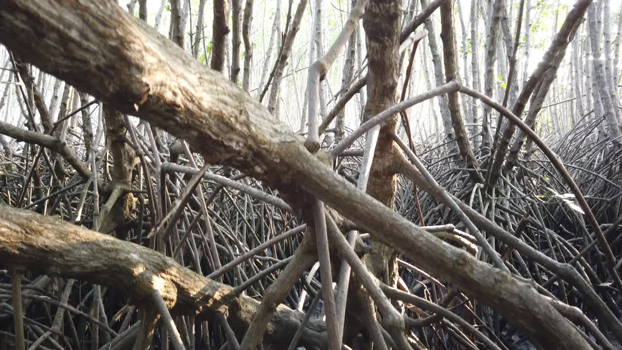 Closeup Mangrove Forest Tangle Roots and Swamp Below Sunlight Passing Through Green Leaves and Branches, Swamp in Bali Southeast Asia, Indonesia