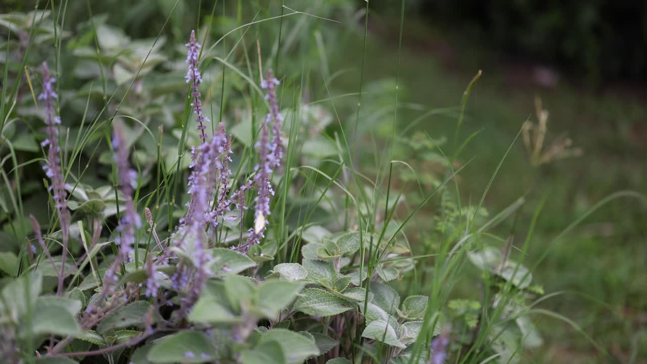 una exhibición serena de flores silvestres púrpuras en una brisa