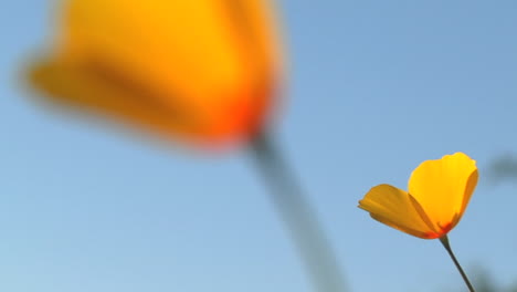 Kalifornische-Mohnblumen,-Die-In-Einer-Brise-Wehen-3