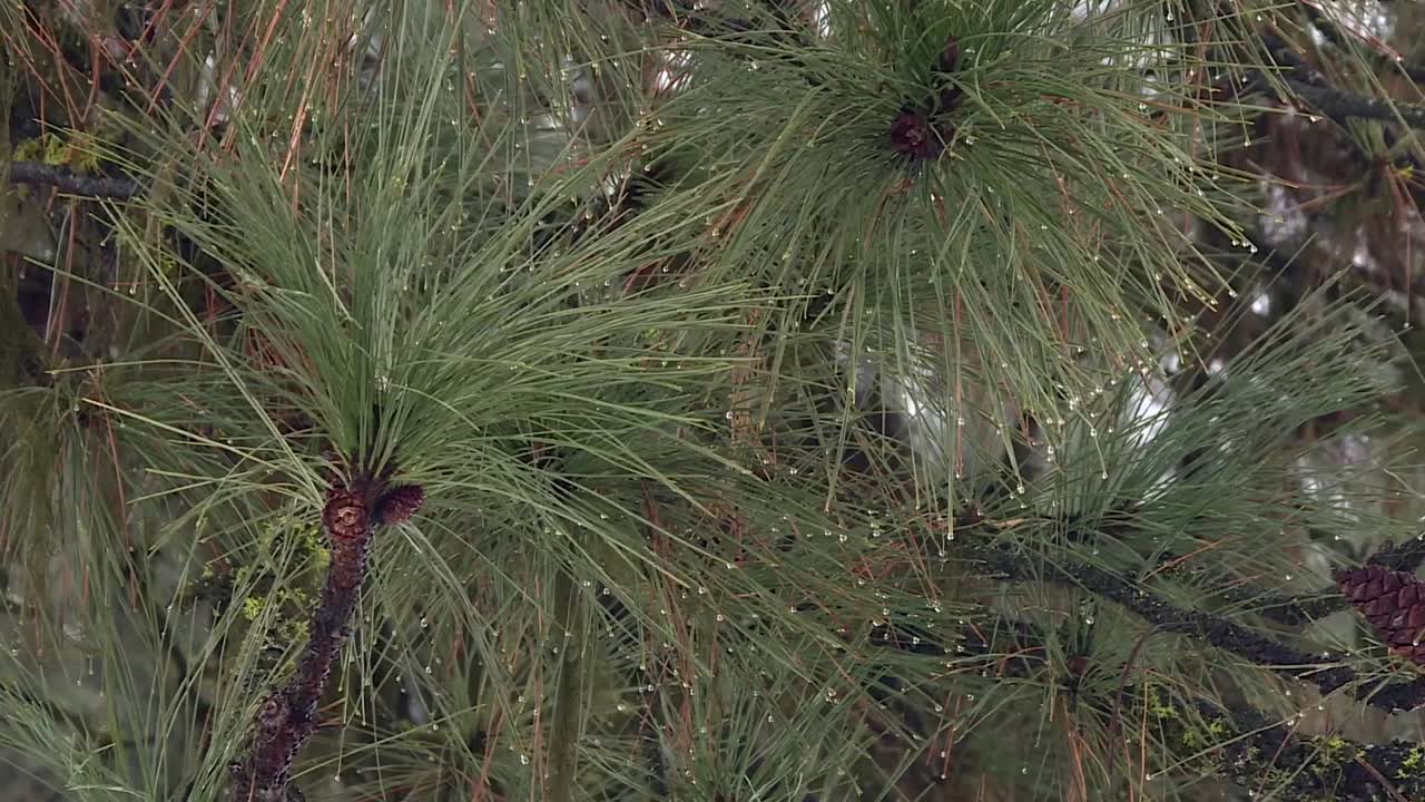 árbol de coníferas pinus devoniana en el bosque nacional de boise, idaho, ee.uu.