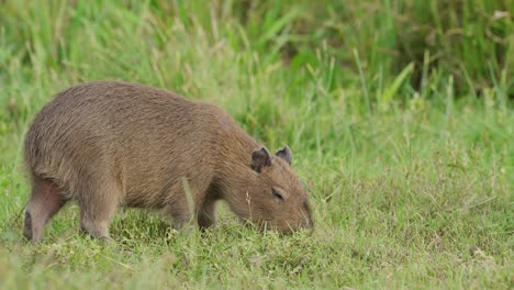 baby wild capybara hydrochoerus hydrochaeris eating grass slow motion day