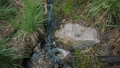 Kleiner-Fluss-Im-Wald