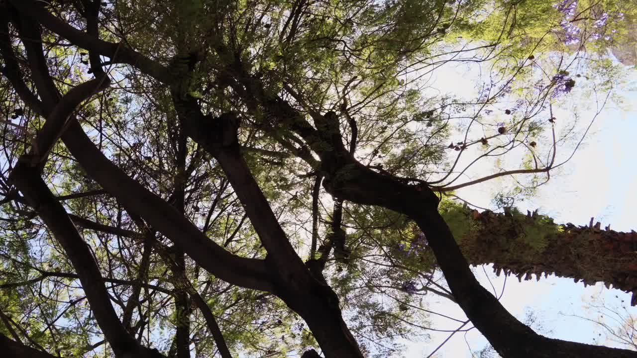 cinematic shot capturing sunlight filtering through tree branches with soft rays shining through the leaves. Smooth gimbal movement creates a serene and peaceful outdoor atmosphere.