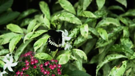 mariposa mormona común batiendo sus alas en un