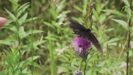 manos acariciando mariposa en la flor