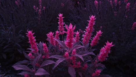 a stunning display of vibrant pink flowers set against a dark background, showcasing nature's beauty in dual frames captured during different moments