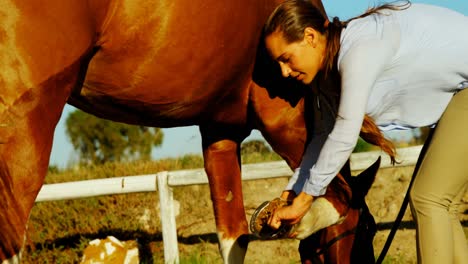 médico veterinario examinando a un caballo 4k