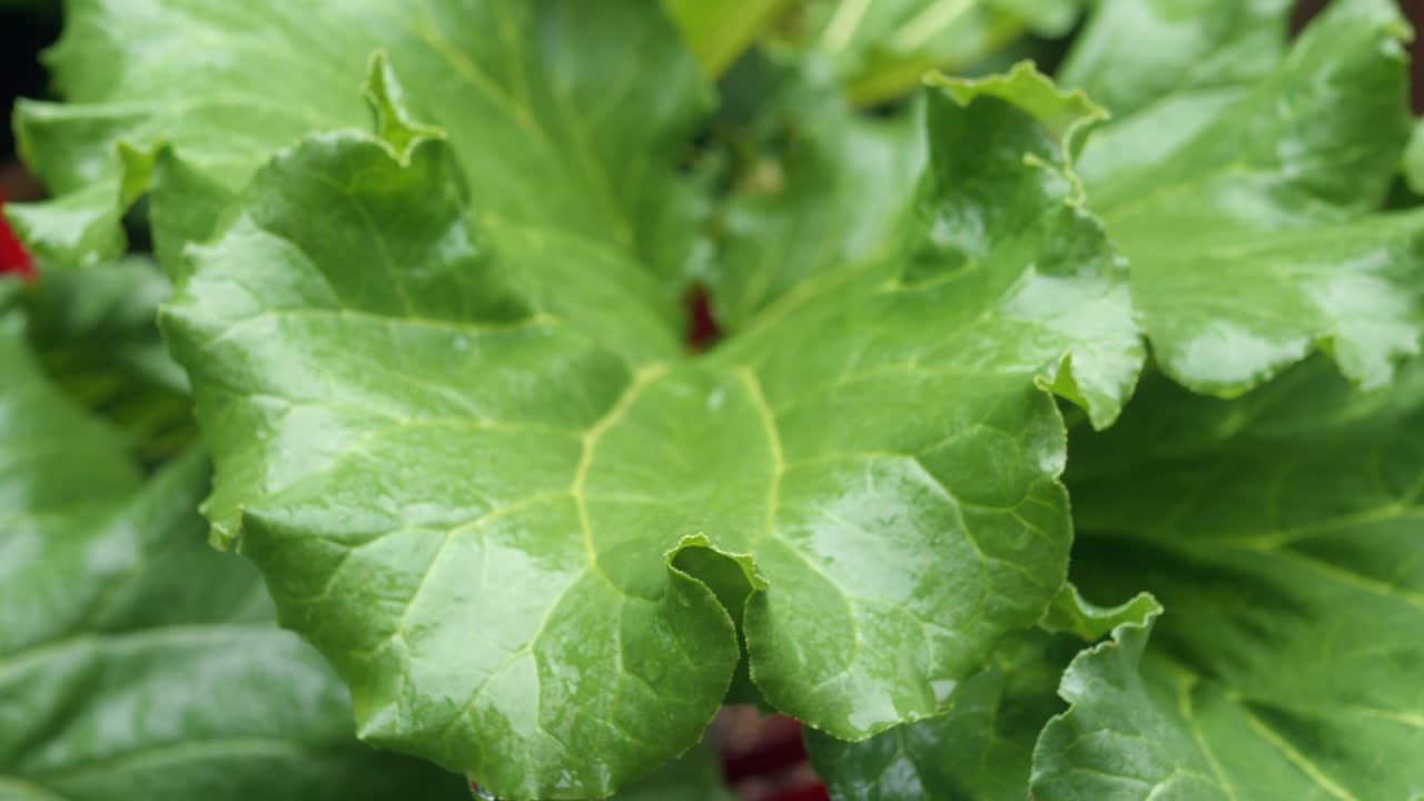 cerrar exuberantes hojas verdes de ruibarbo mojadas con