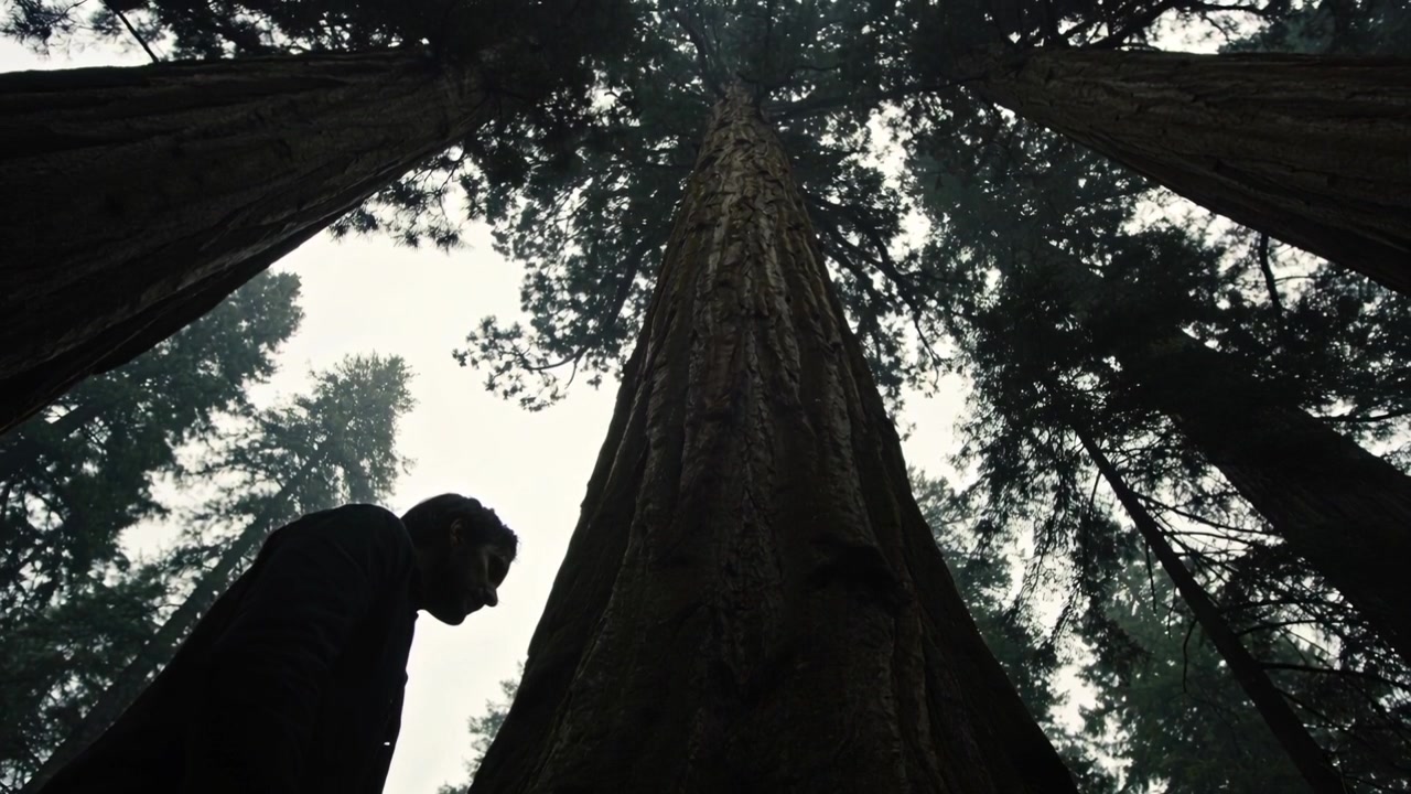 Notando il tronco, un uomo in cappotto scuro alza il mento, appoggiato vicino alla base della foresta mentre osserva la chioma degli alberi, spazio per il testo.