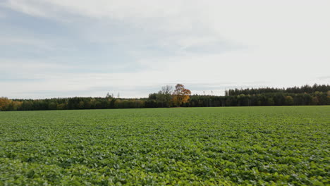 experience the serene beauty of autumn harvest from a unique perspective