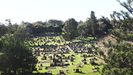 Drohnenschuss,-Der-An-Einem-Großen-Grünen-Baum-Auf-Einem-Friedhof-In-Australien-Vorbeigleitet