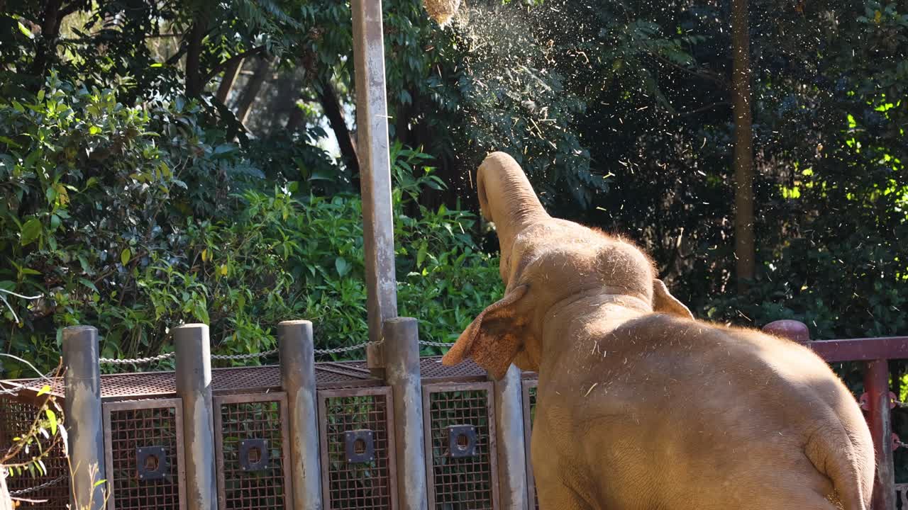 코끼리 가 수염 으로 음식 을 잡고 있다
