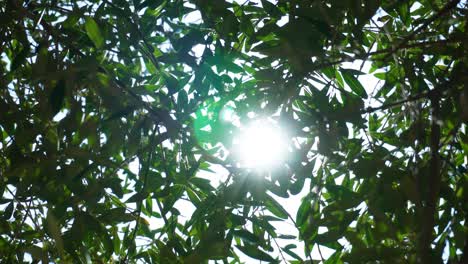 sun shining with stars through the green leaves of an olive tree with fruit, branches swaying in the wind