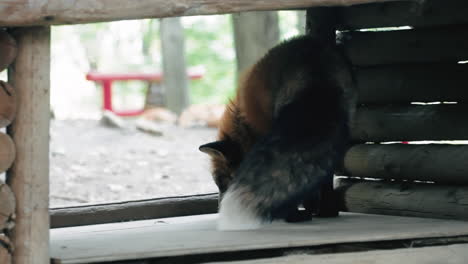 Zorro-Rojo-Deambula-Por-El-Refugio-De-Madera-Dentro-De-La-Aldea-De-Zorros-Miyagi-Zao-En-Japón