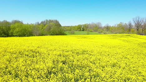 Amplio-Campo-De-Canola-Amarilla-Desde-Arriba,-Bajo-Un-Cielo-Brillante