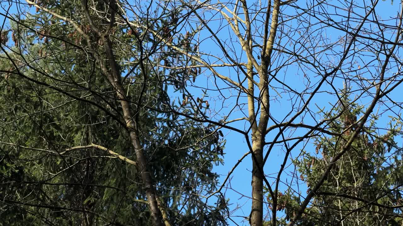 Tall tree moving with wind, clear blue sky windy weather outdoor forest