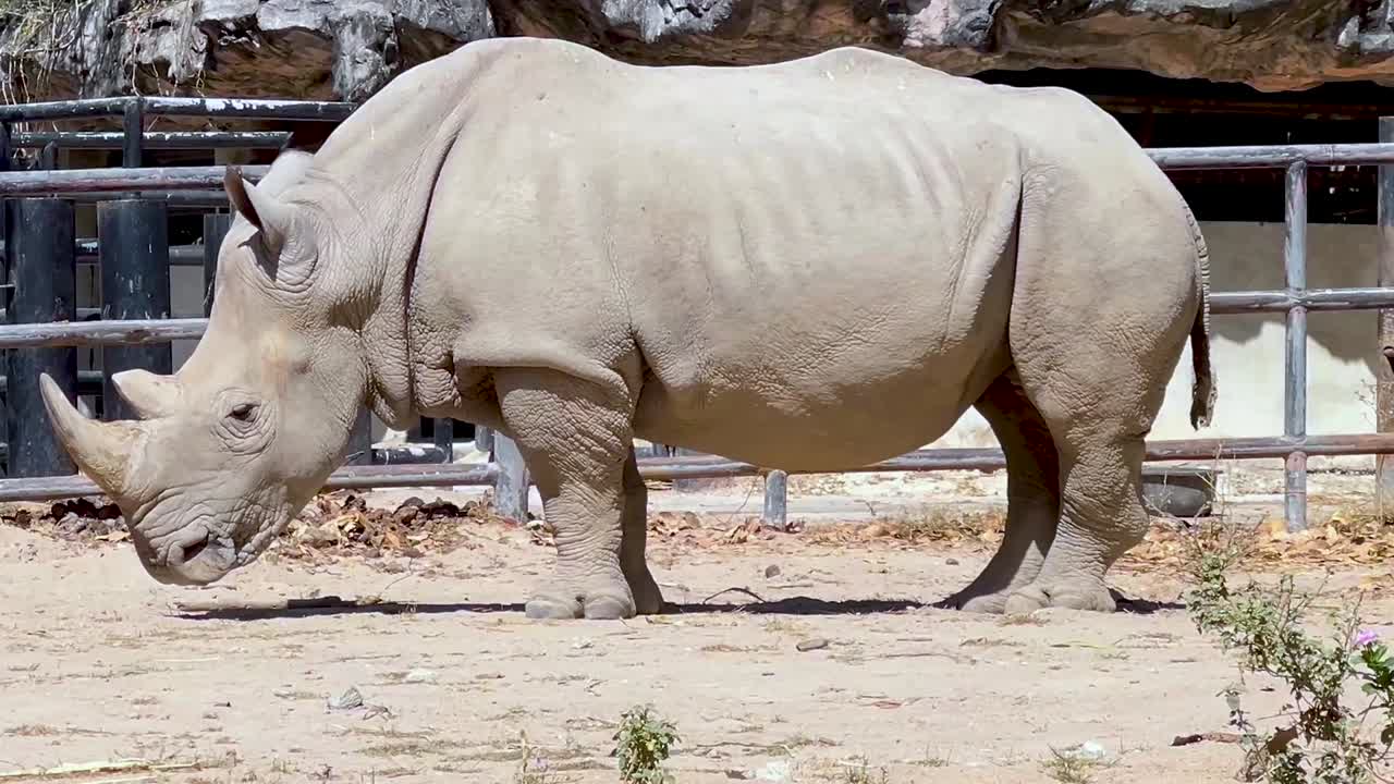 Vista di profilo di un rinoceronte bianco in un habitat luminoso e soleggiato di uno zoo all'aperto