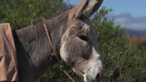 un impresionante retrato de perfil de un hermoso burro en el magnífico telón de fondo de la cordillera de los andes