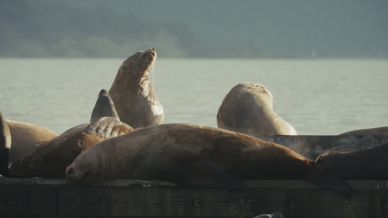 Sea lions bask in golden light at Cowichan Bay, exuding serene tranquility