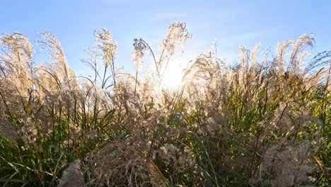 pampas grass moving gently in the sunlight