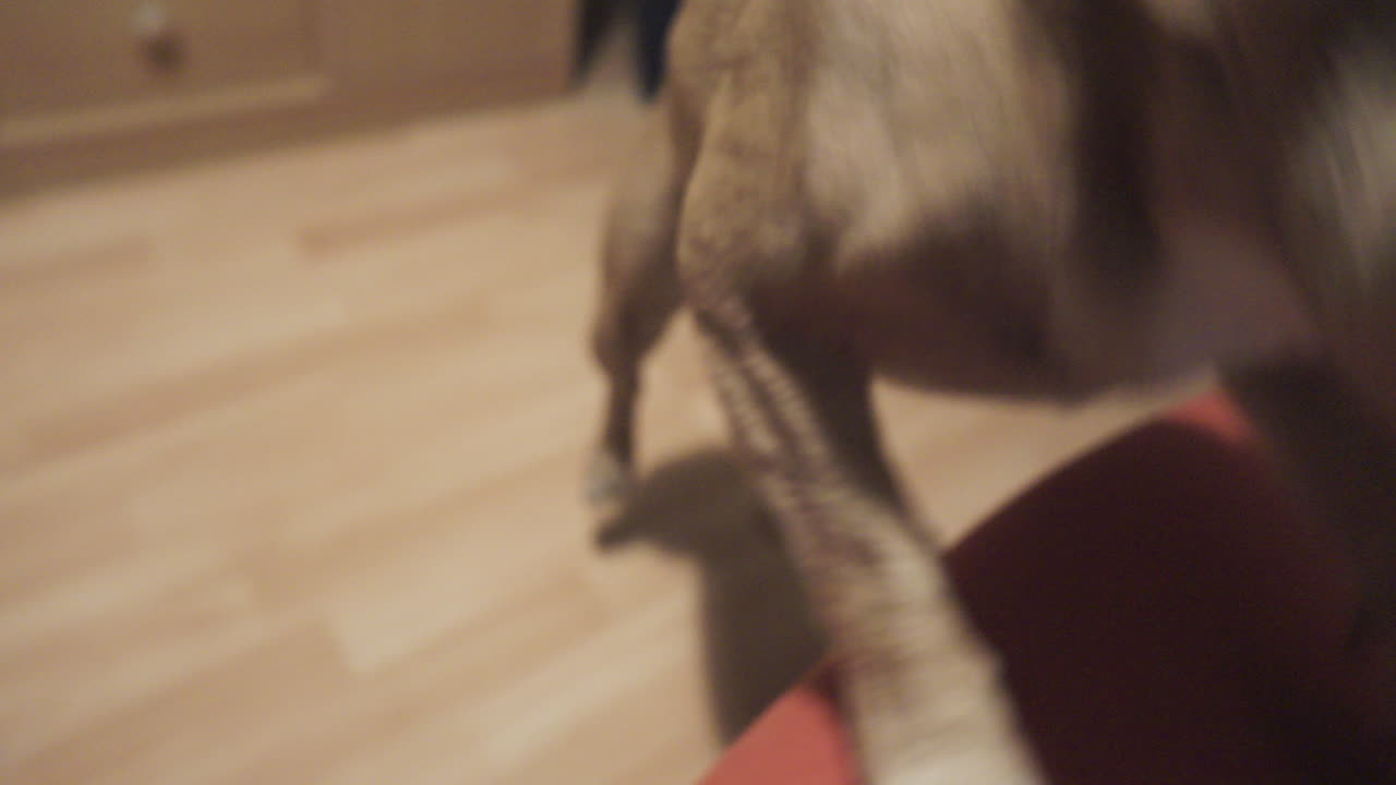 프렌치 불독은 바닥에서 소파로 뛰어올라 쿠션에서 잘 곳을 찾습니다