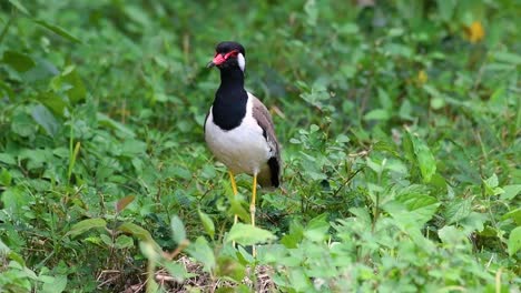 the red-wattled lapwing is one of the most common birds of thailand