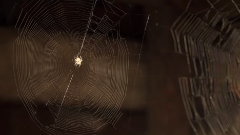 a spider sits in the center of the web.