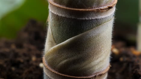 close-up of a plant stem emerging from soil
