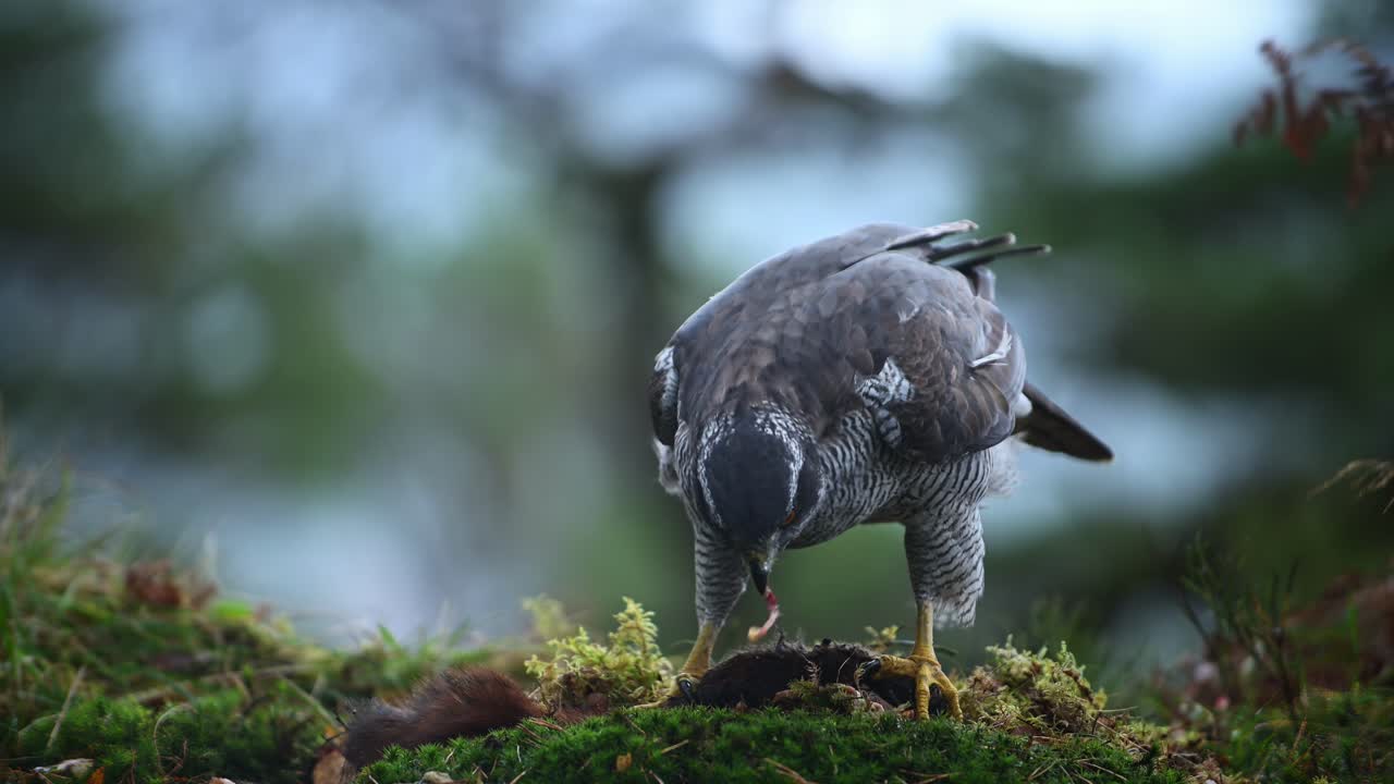 Adult Eurasian Goshawk feeding on dead squirrel, windy day in Norway forest, close up.