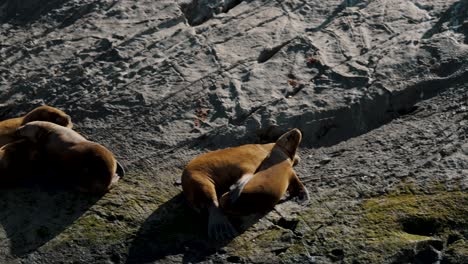 sunbathing seals on the island in beagle channel near ushuaia city, tierra del fuego, southern argentina