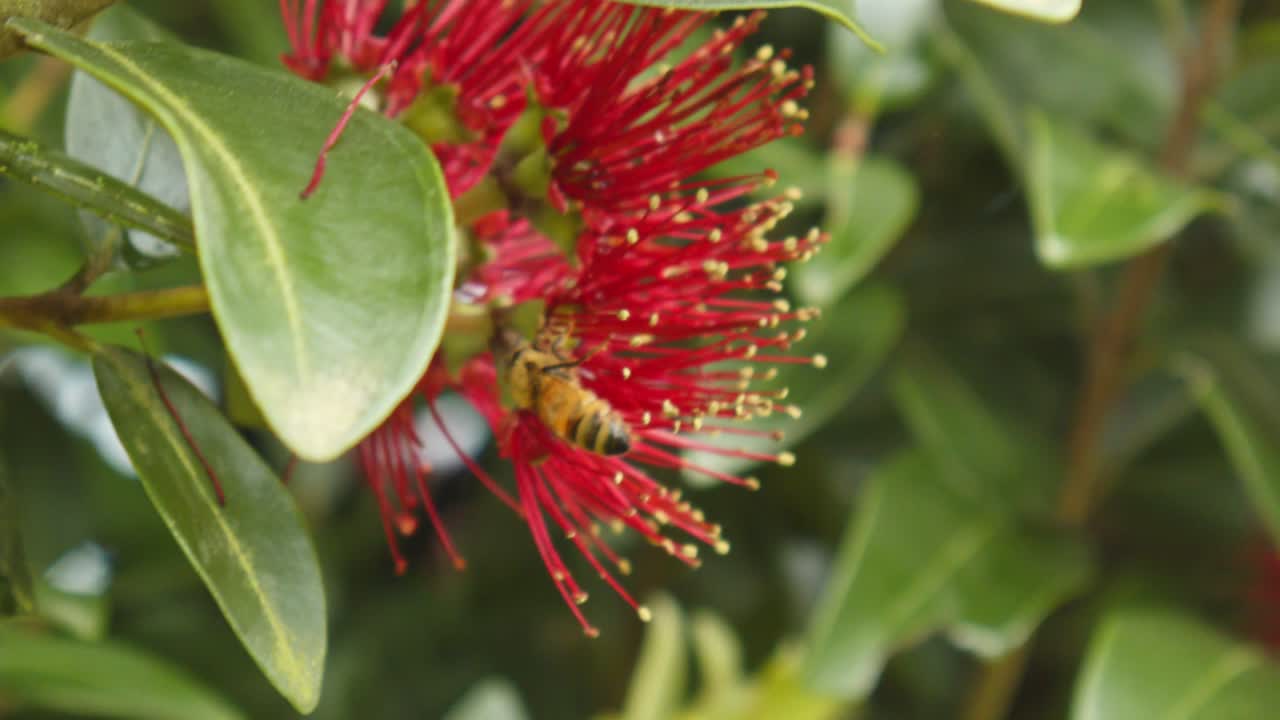 una abeja recogiendo el polen de una flor en un árbol pohutukawa antes de volar