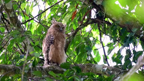 魚烏 (buffy fish owl) 是一個大型烏,但卻是四種烏中最小的