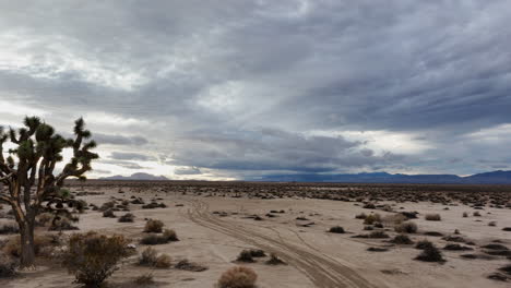 a huge joshua tree somehow survives in the harsh climate of the mojave desert - slow sliding view