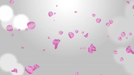 cherry blossom rose petals realistic petals falling loop animation green screen.