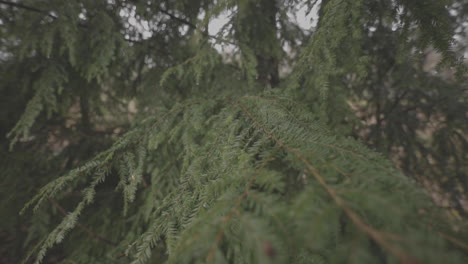 handheld shot of pine tree branches with water drops after a rain storm