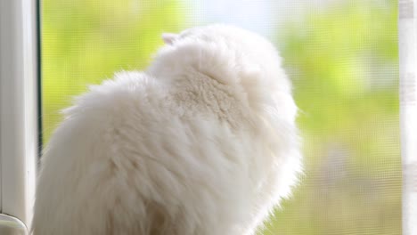 완전한 이색을 가진 국내 고양이. 다른 색의 눈을 가진  ⁇  고양이가 창문  ⁇ 에 앉아 있습니다.