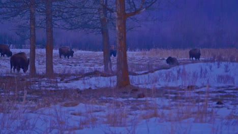 Winter-Bisone-Weiden-Mit-Nachwuchs-Im-Elk-Island-Provincial-Park-In-Alberta,-Kanada,-Während-Eines-Morgendlichen-Sonnenaufgangs-Durch-Eine-Dichte-Waldebene,-Während-Sich-Andere-Büffel-Während-Ihrer-Morgendlichen-Wanderung-Nach-Osten-Nähern-3-4