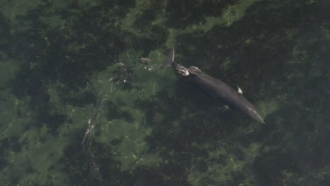 Minke-whale-swimming-in-shallow-water-in-eastern-Quebec