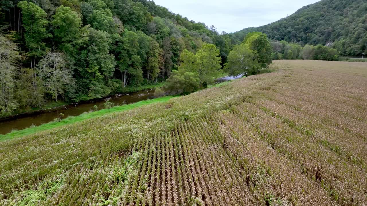 campo de maíz aéreo cerca de la ciudad de la montaña de tennessee