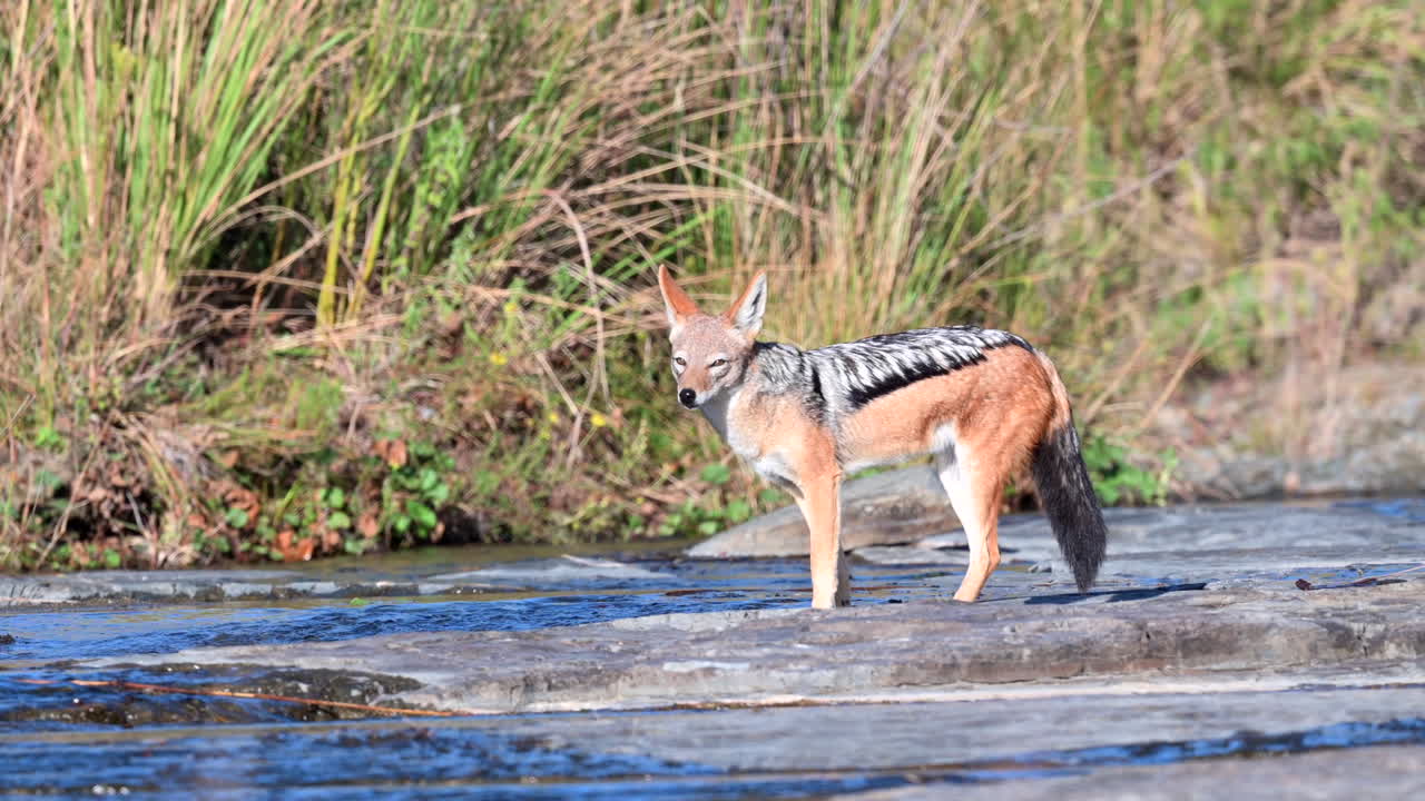 chacal de espalda negra , bebiendo de un pequeño arroyo mientras está de pie en una superficie rocosa