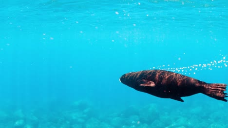 cheeky sea lion swimming around in mexico