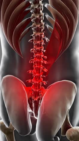 anatomía dorsal humana con la columna lumbar resaltada