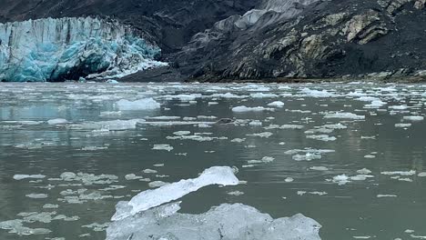 POV-Aufnahme-Beim-Kajakfahren-Eines-Otters,-Der-Im-Gletscherwasser-Schwimmt,-Im-Bewölkten-Alaska---Lutra-Lutra