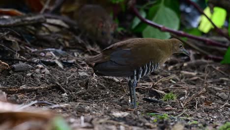 Una-Rata-Acechando-A-Una-Polluela-De-Patas-Pizarrosas,-Rallina-Eurizonoides