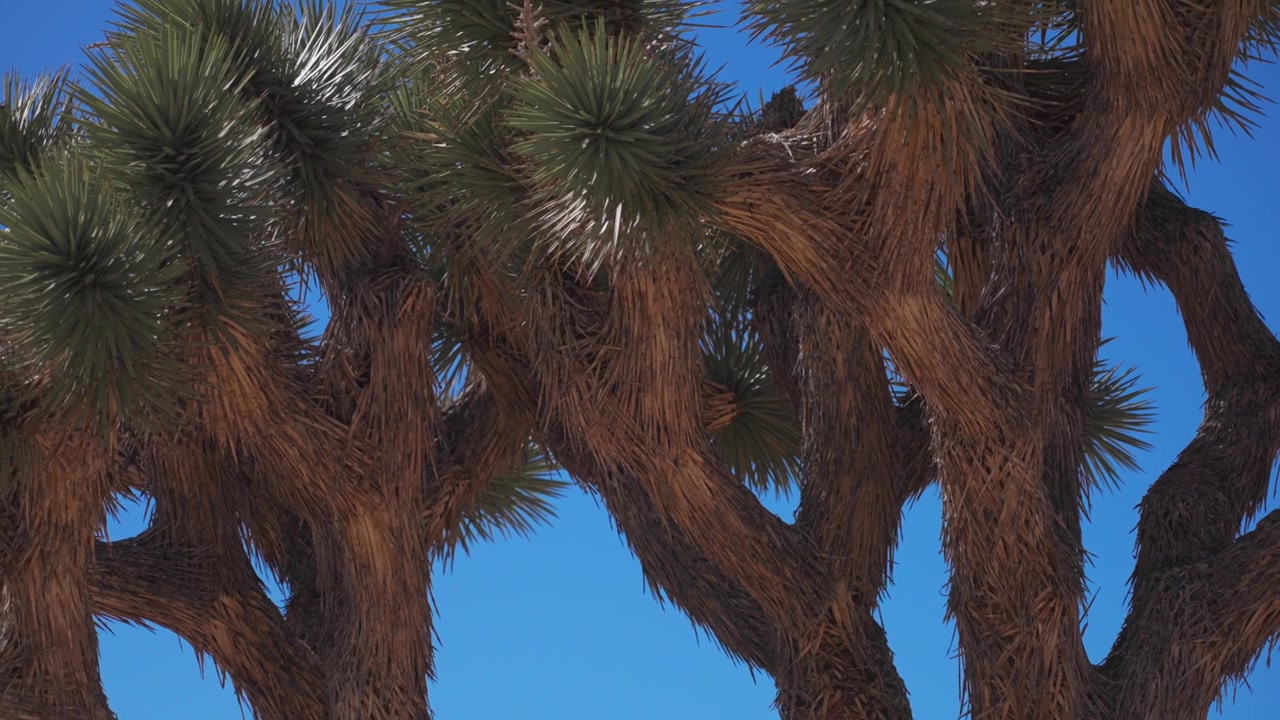 Primo piano di albero di Yucca, mezzogiorno soleggiato, cielo blu vibrante, Parco Nazionale di Joshua Tree, California, Contea di San Bernardino, Deserto del Mojave e del Colorado, 49 Palms, autunno, inverno, paesaggio roccioso aspro, inquadratura statica.