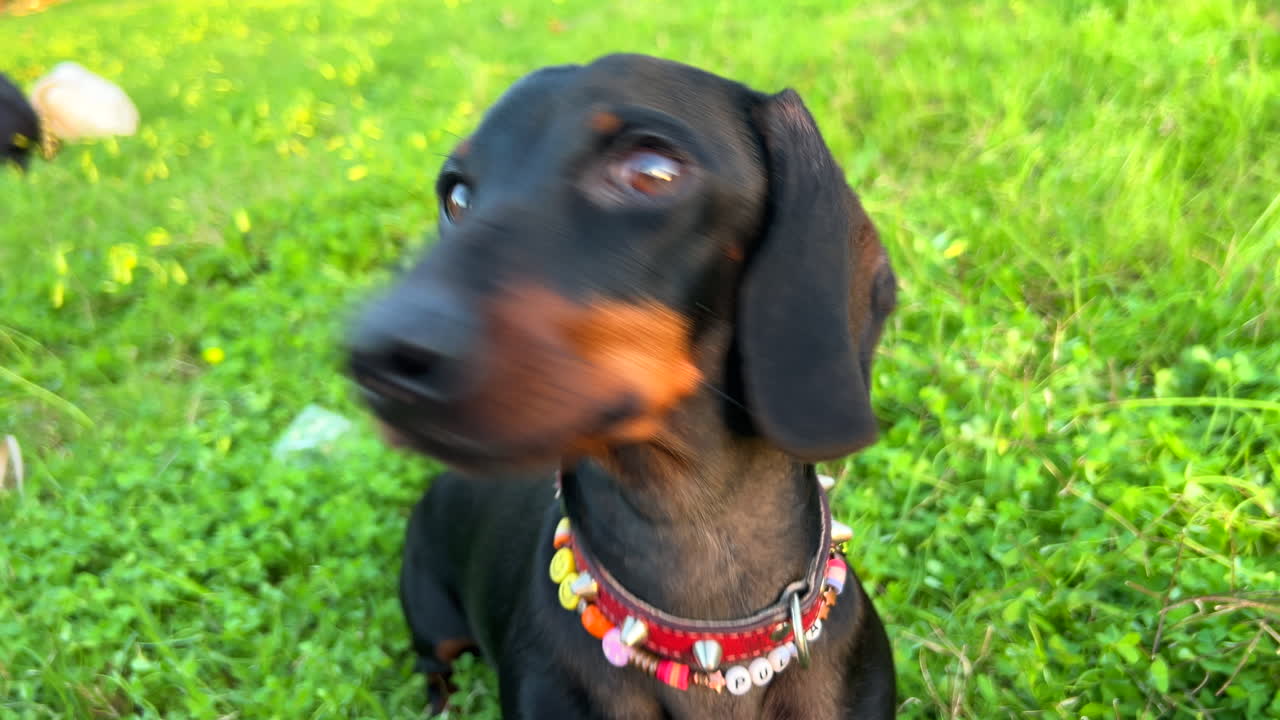 un lindo perro dachshund negro con un collar de pie en la hierba verde en un parque, perro salchicha dulce, perro mascota de salchicha, tiro de 4k