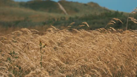 slow motion footage of golden barley in the wind