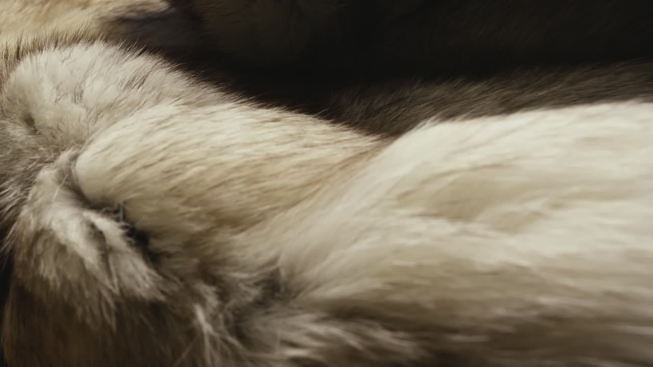 Close-up texture of soft Mink fur coat luxury winter fashion SLIDE SHOT