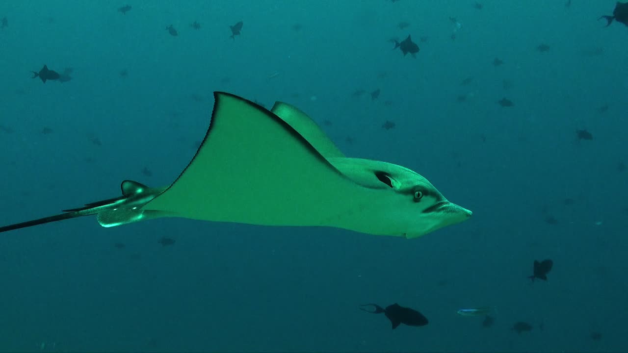 열대 산호초 위를 헤엄치는 카메라 앞을 가까이 지나가는 점박이 광선