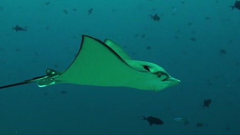 Spotted-ray-passing-close-in-front-of-camera-swimming-over-tropical-coral-reef